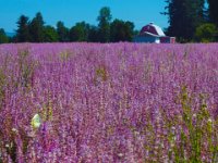 Purple Field